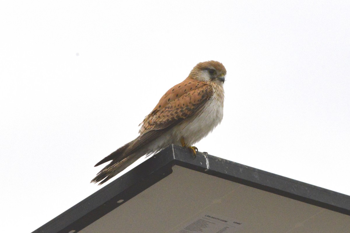 Nankeen Kestrel - ML644188344