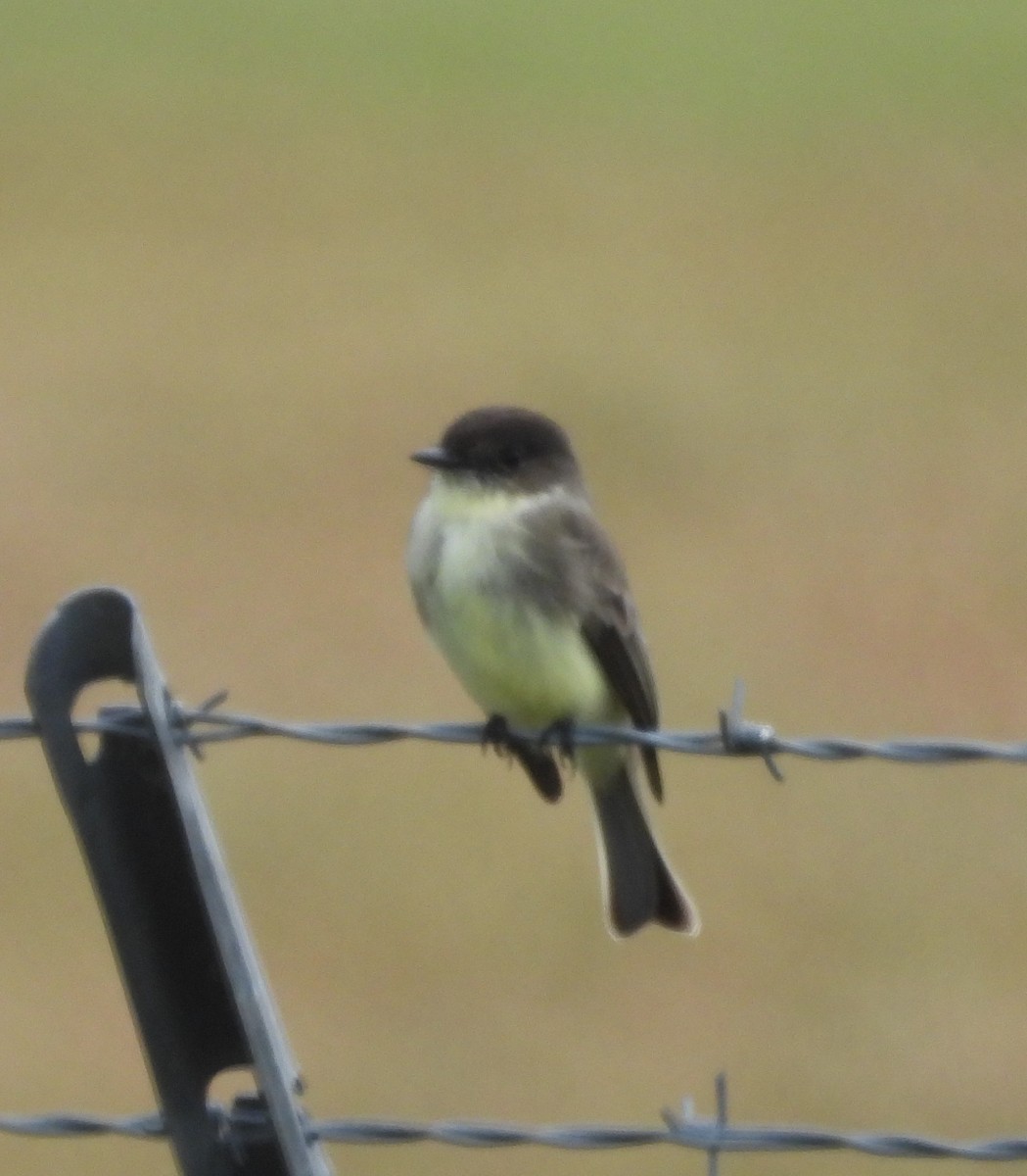 Eastern Phoebe - ML644188392