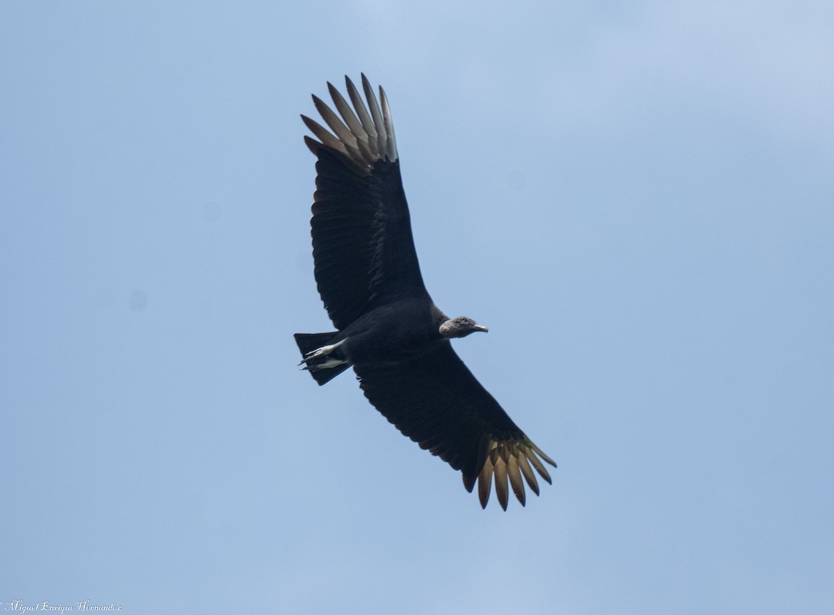 Black Vulture - ML644188398