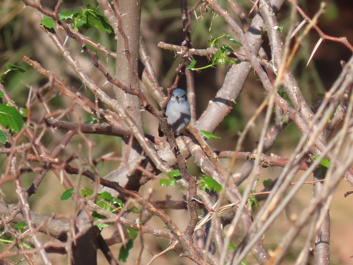 maskemyggsmett - ML644188428