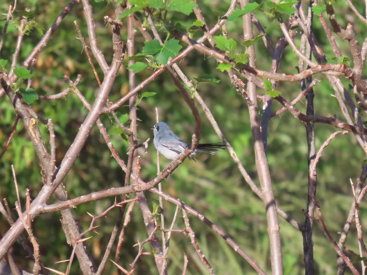 maskemyggsmett - ML644188429