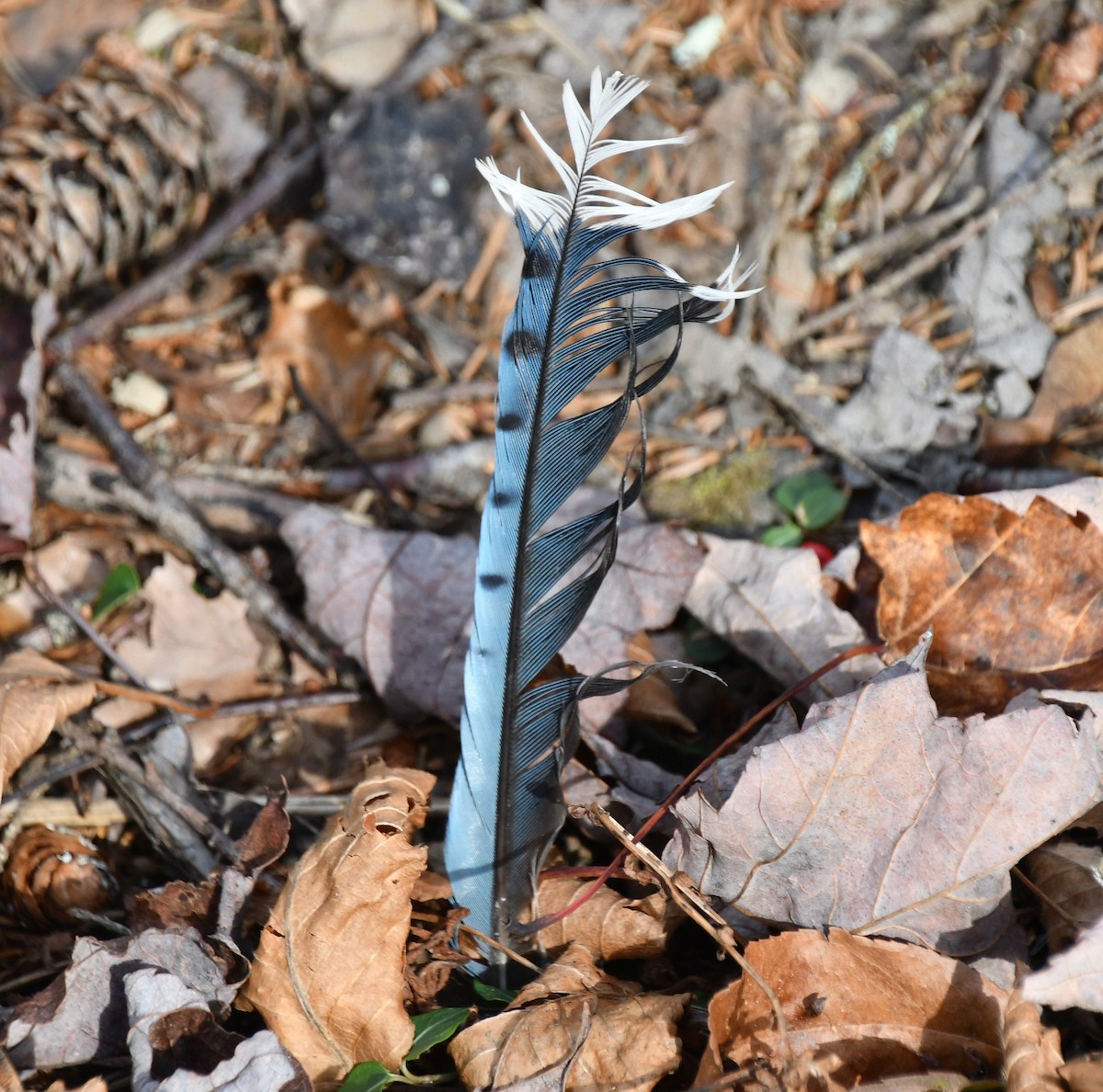 Blue Jay - ML644188430