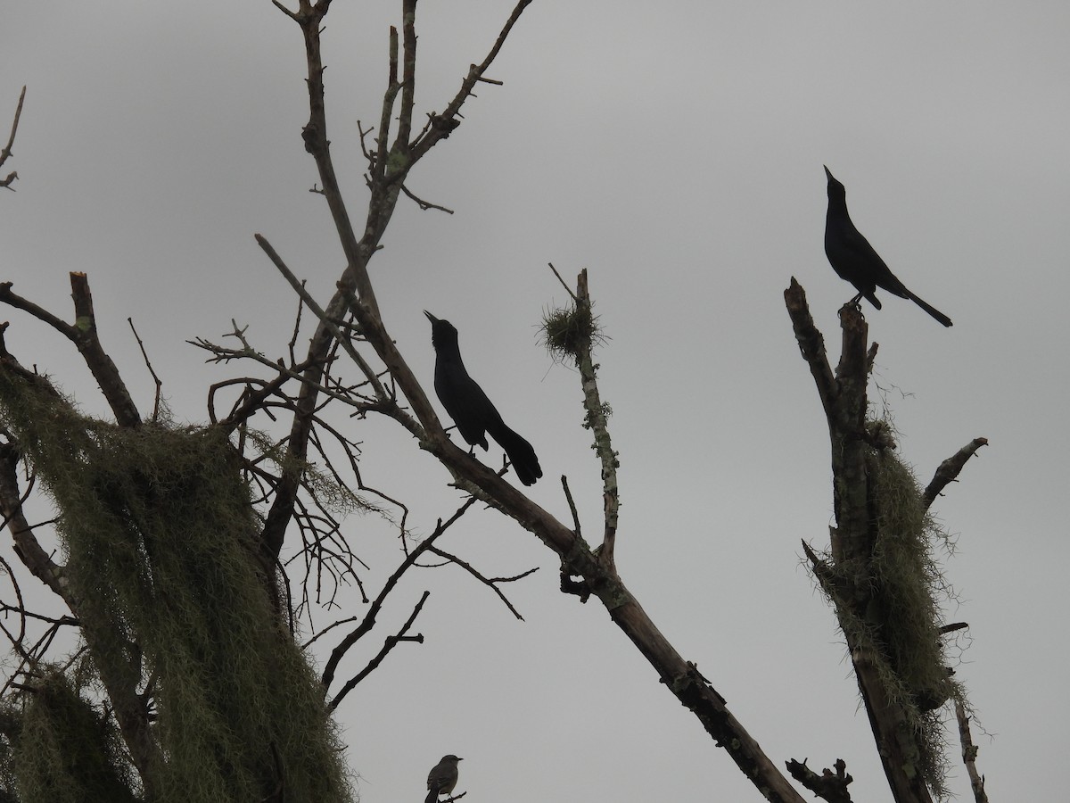 Boat-tailed Grackle - ML644188431
