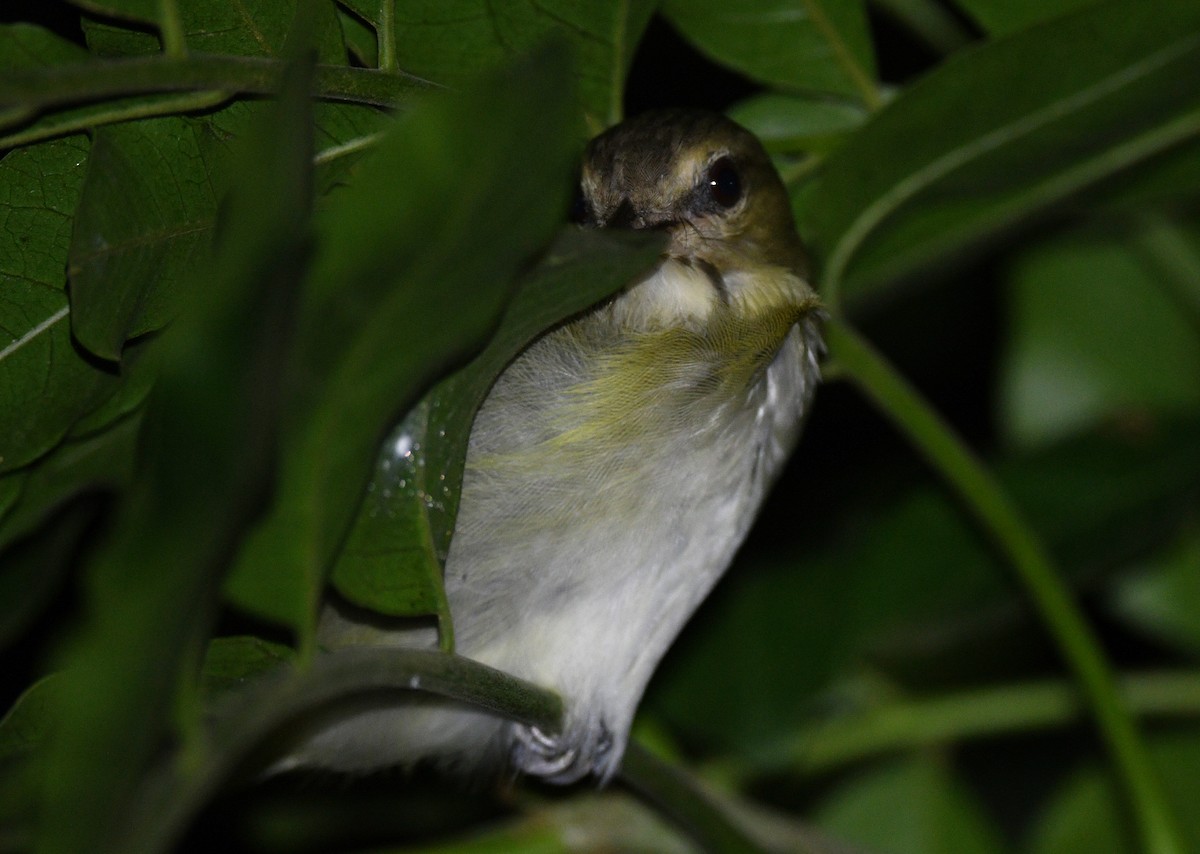 Black-whiskered Vireo - ML644188443
