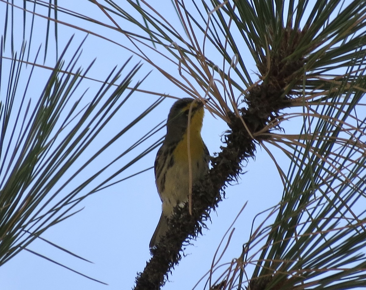 Grace's Warbler - ML644188444