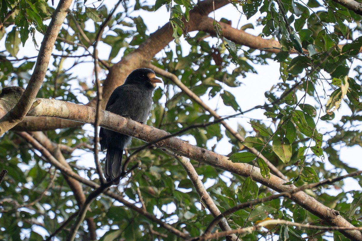 White-fronted Nunbird - ML644188464