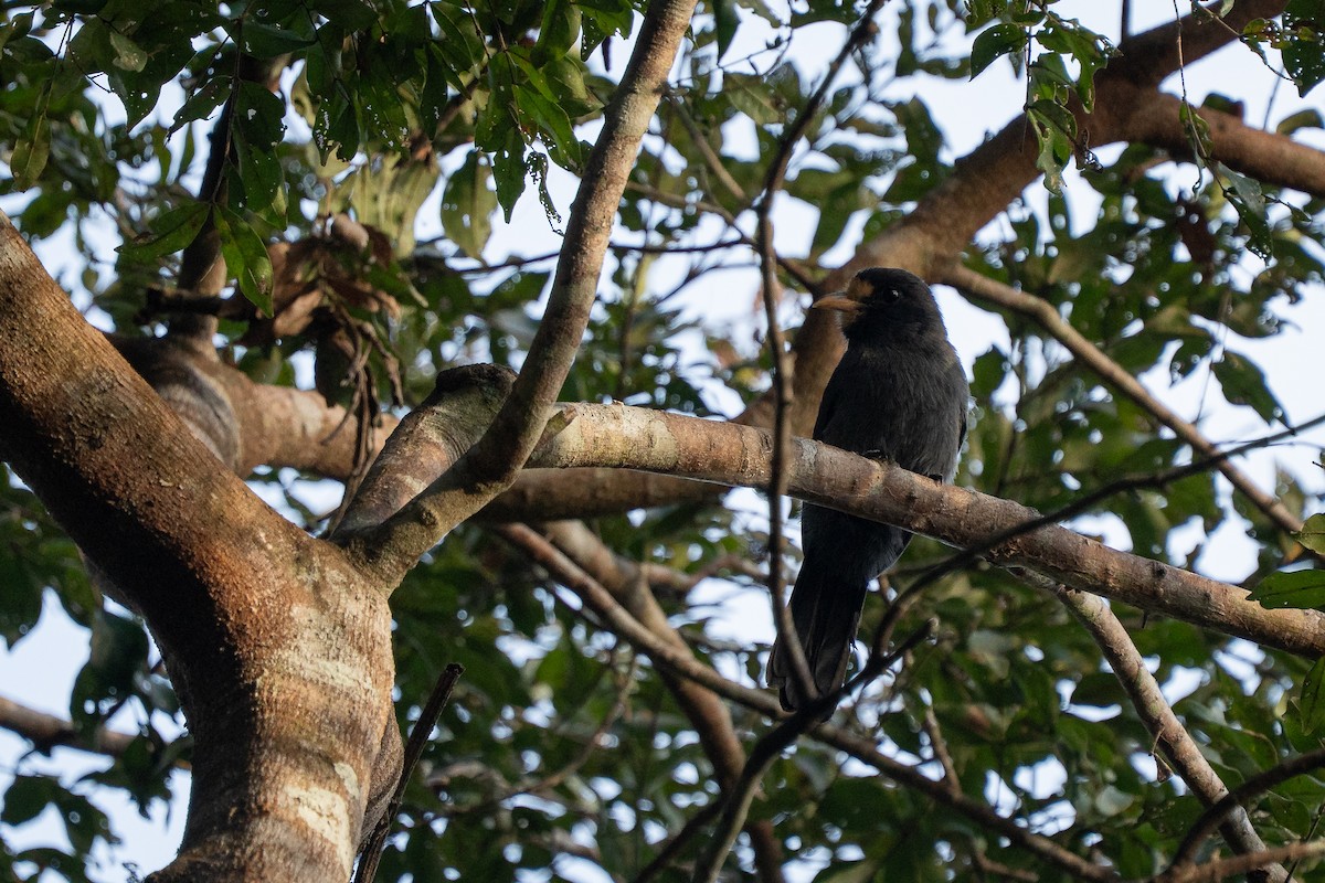 White-fronted Nunbird - ML644188465