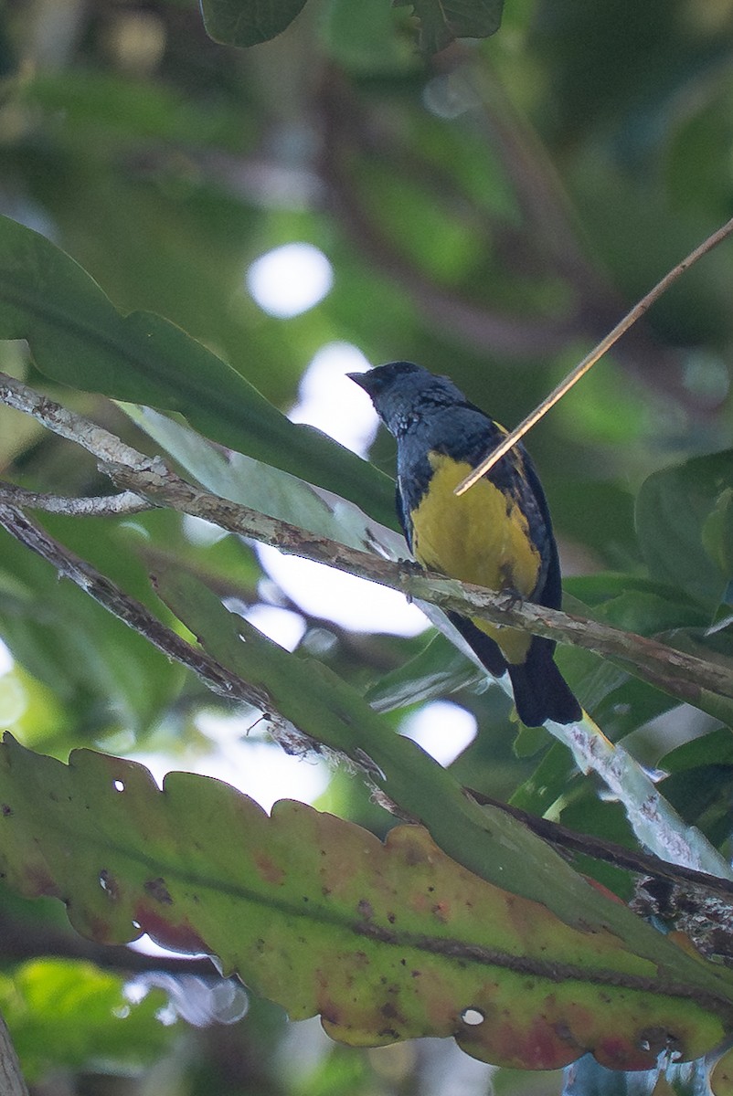 Turquoise Tanager - ML644188481