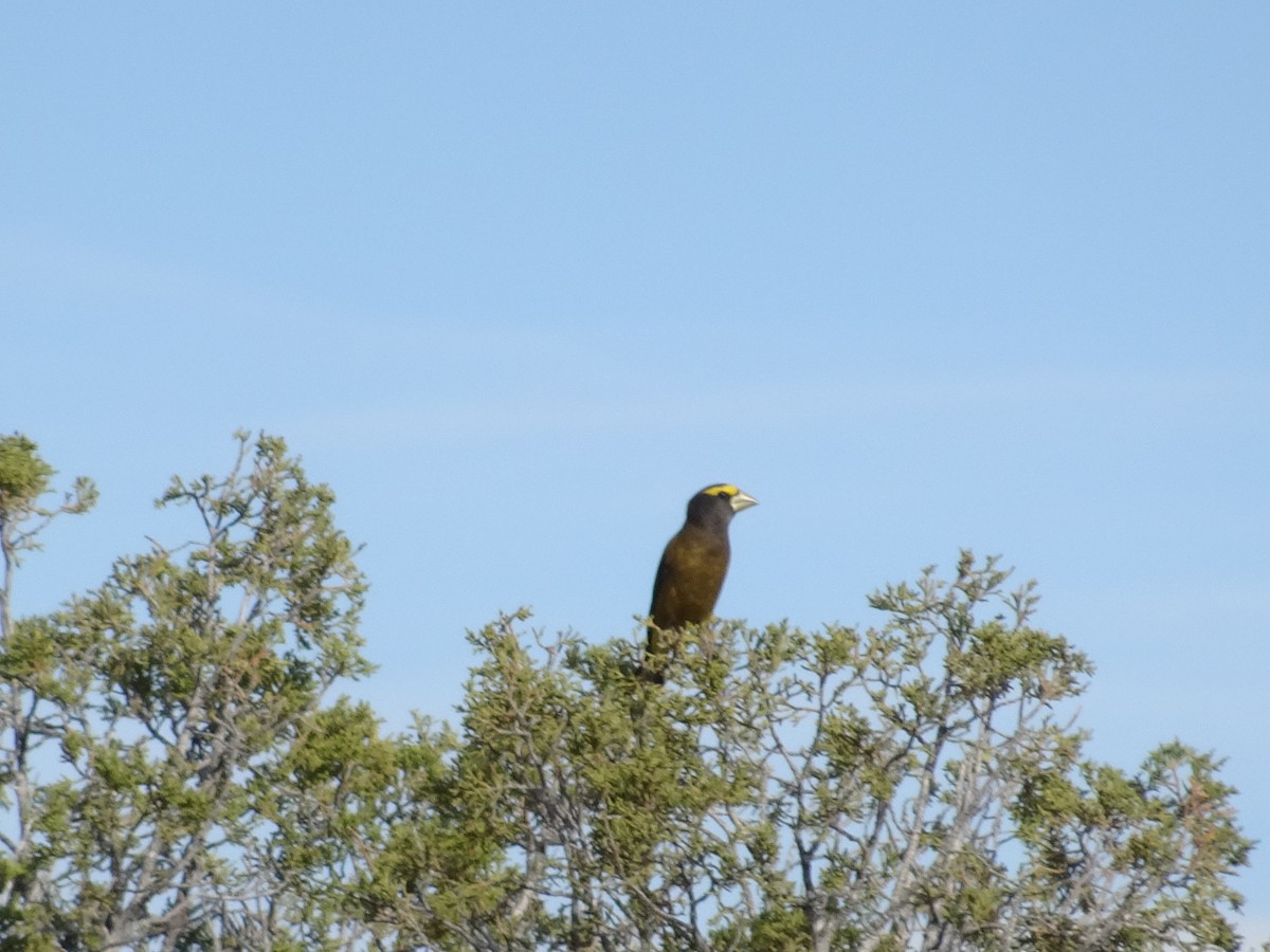 Evening Grosbeak - ML644188482