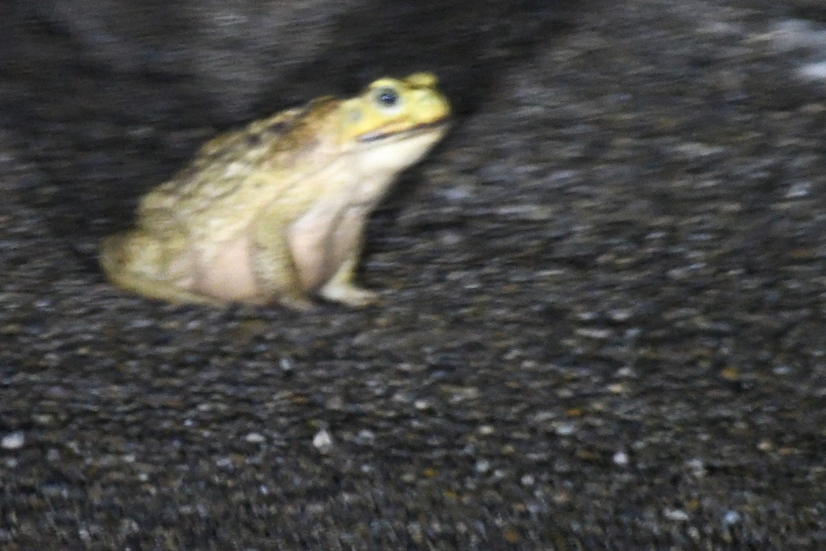 動物界 - ML644188494