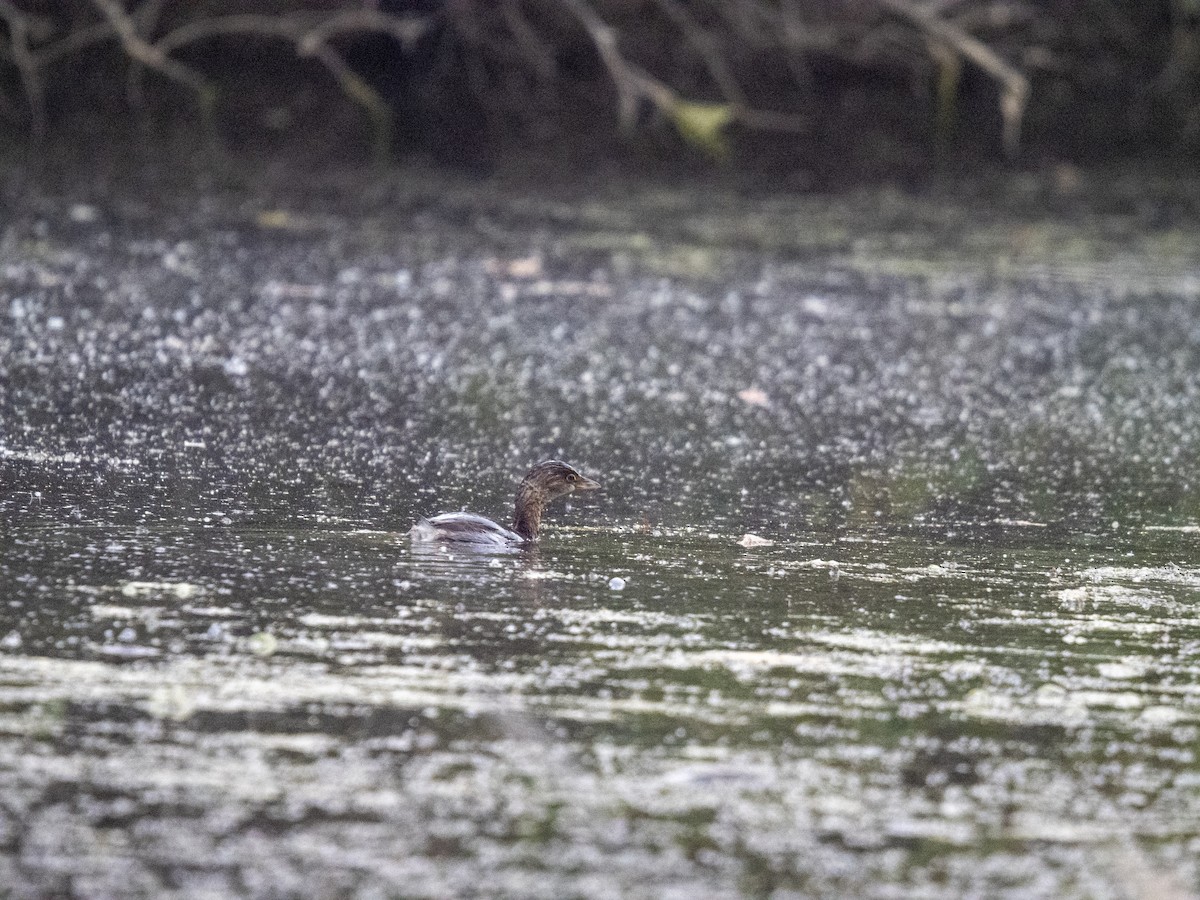 Pied-billed Grebe - ML644188504