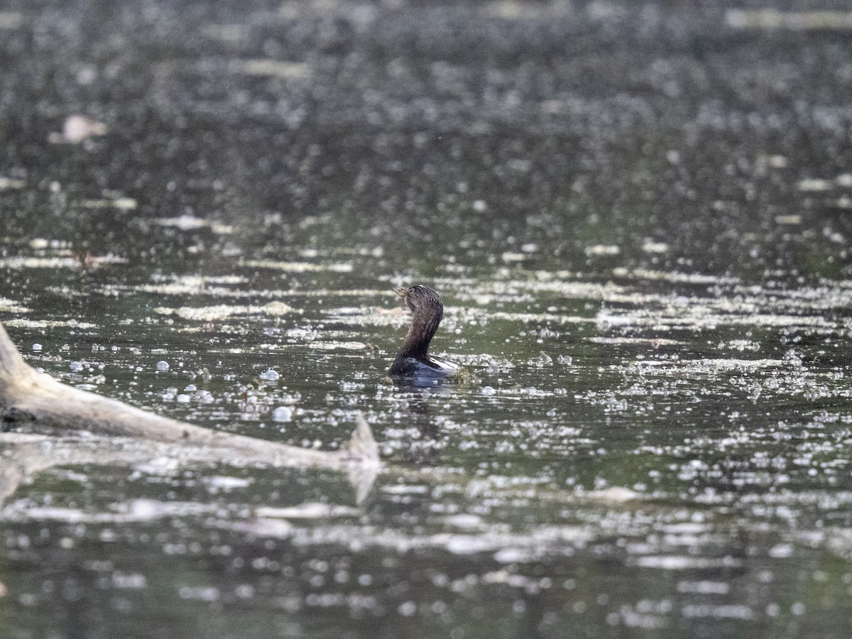 Pied-billed Grebe - ML644188505