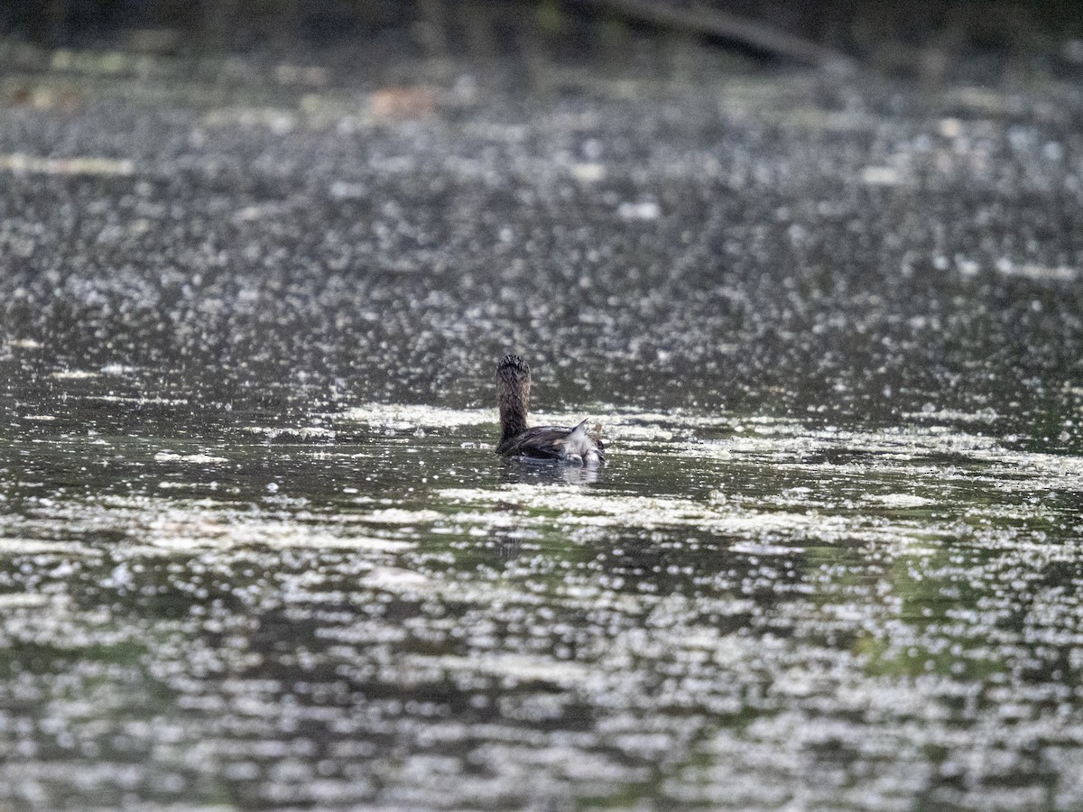 Pied-billed Grebe - ML644188506