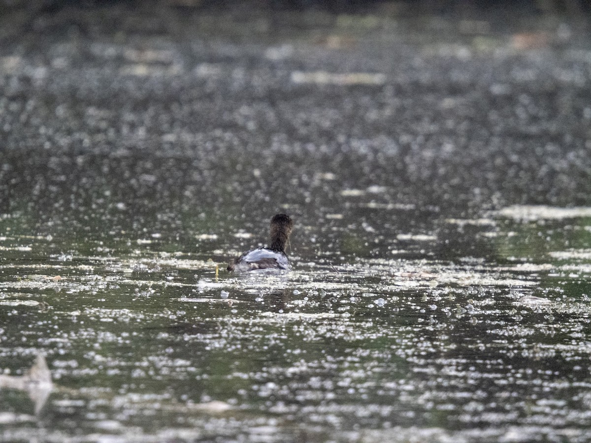 Pied-billed Grebe - ML644188507
