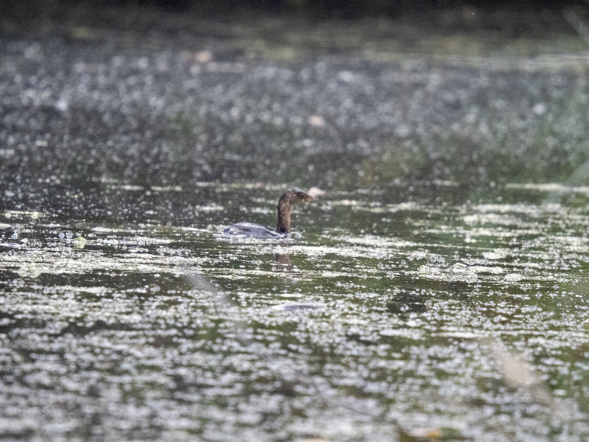 Pied-billed Grebe - ML644188508