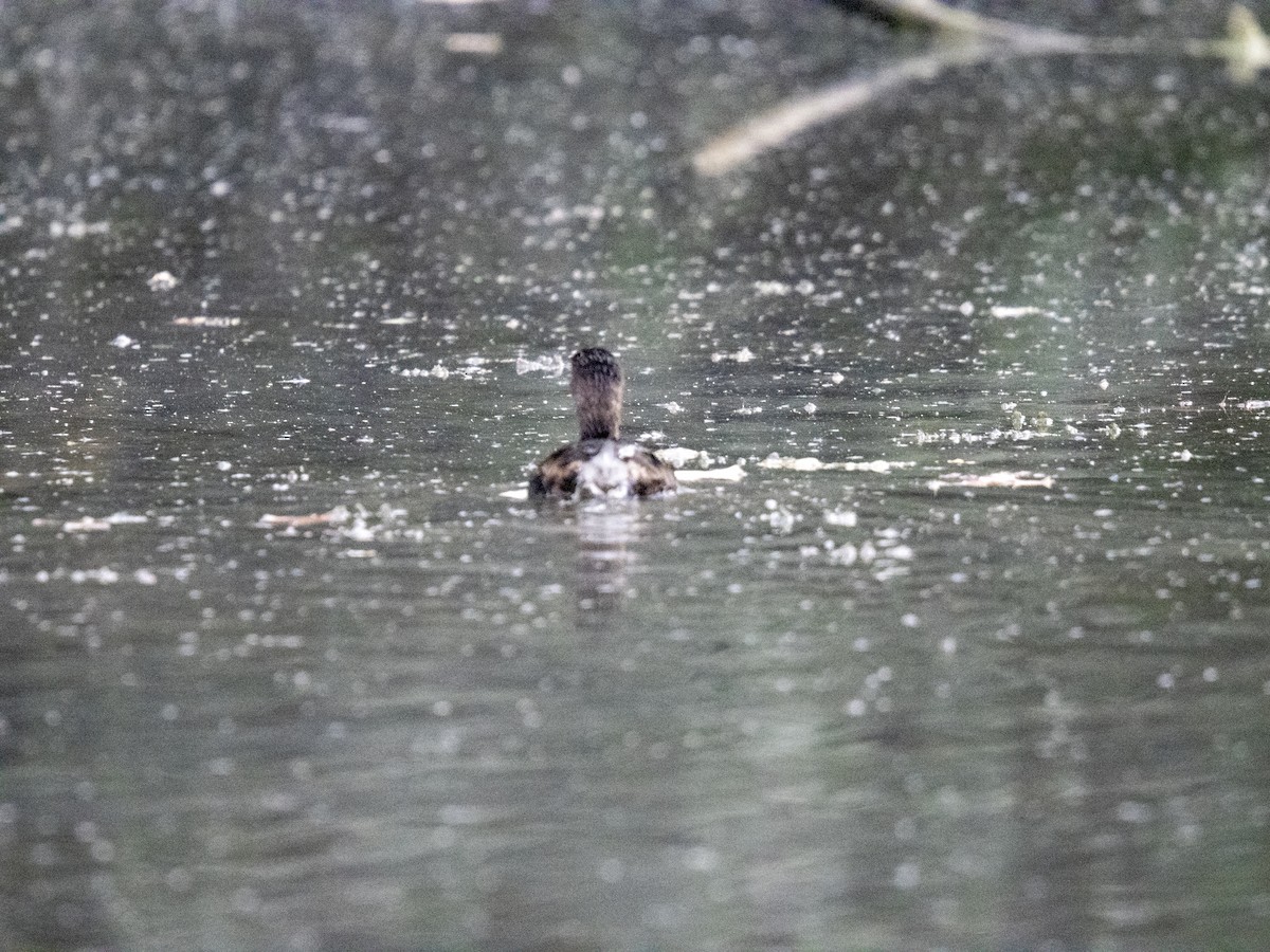 Pied-billed Grebe - ML644188509