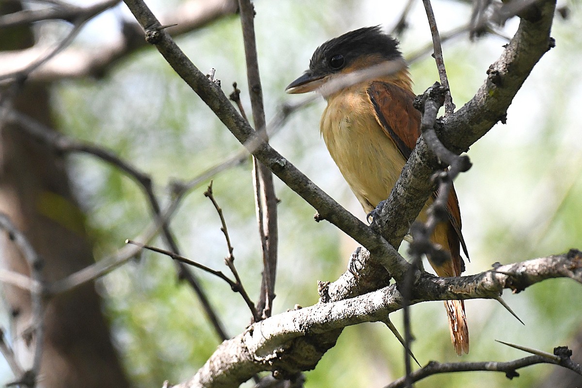 Rose-throated Becard - ML644188521