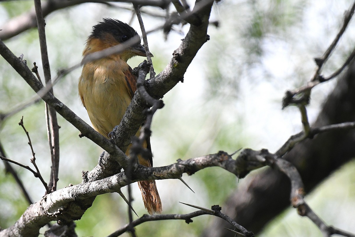 Rose-throated Becard - ML644188522