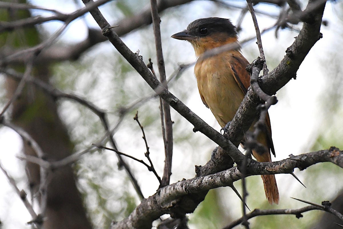 Rose-throated Becard - ML644188523