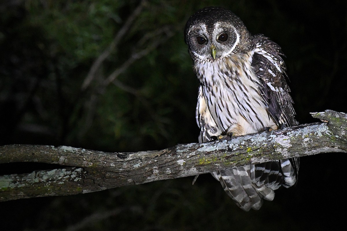 Mottled Owl - ML644188541