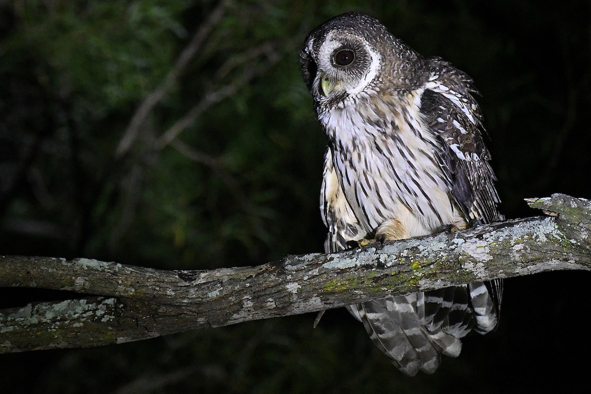 Mottled Owl - ML644188542