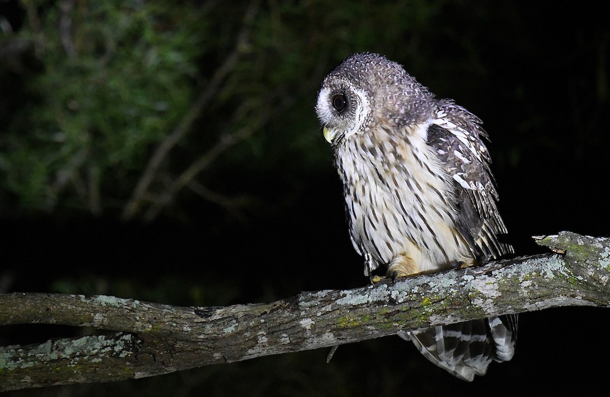 Mottled Owl - ML644188543