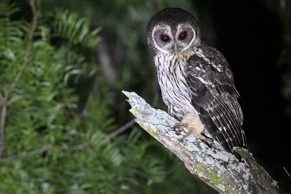 Mottled Owl - ML644188544