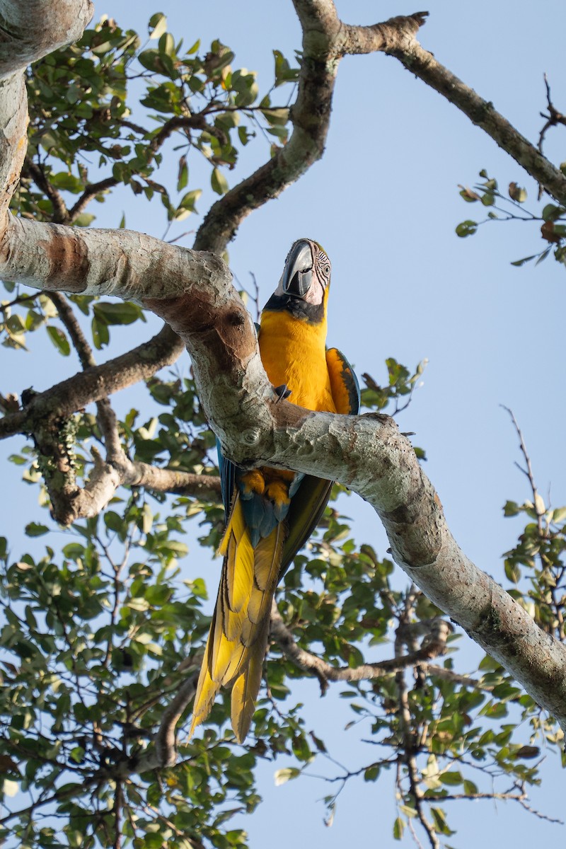 ルリコンゴウインコ - ML644188547