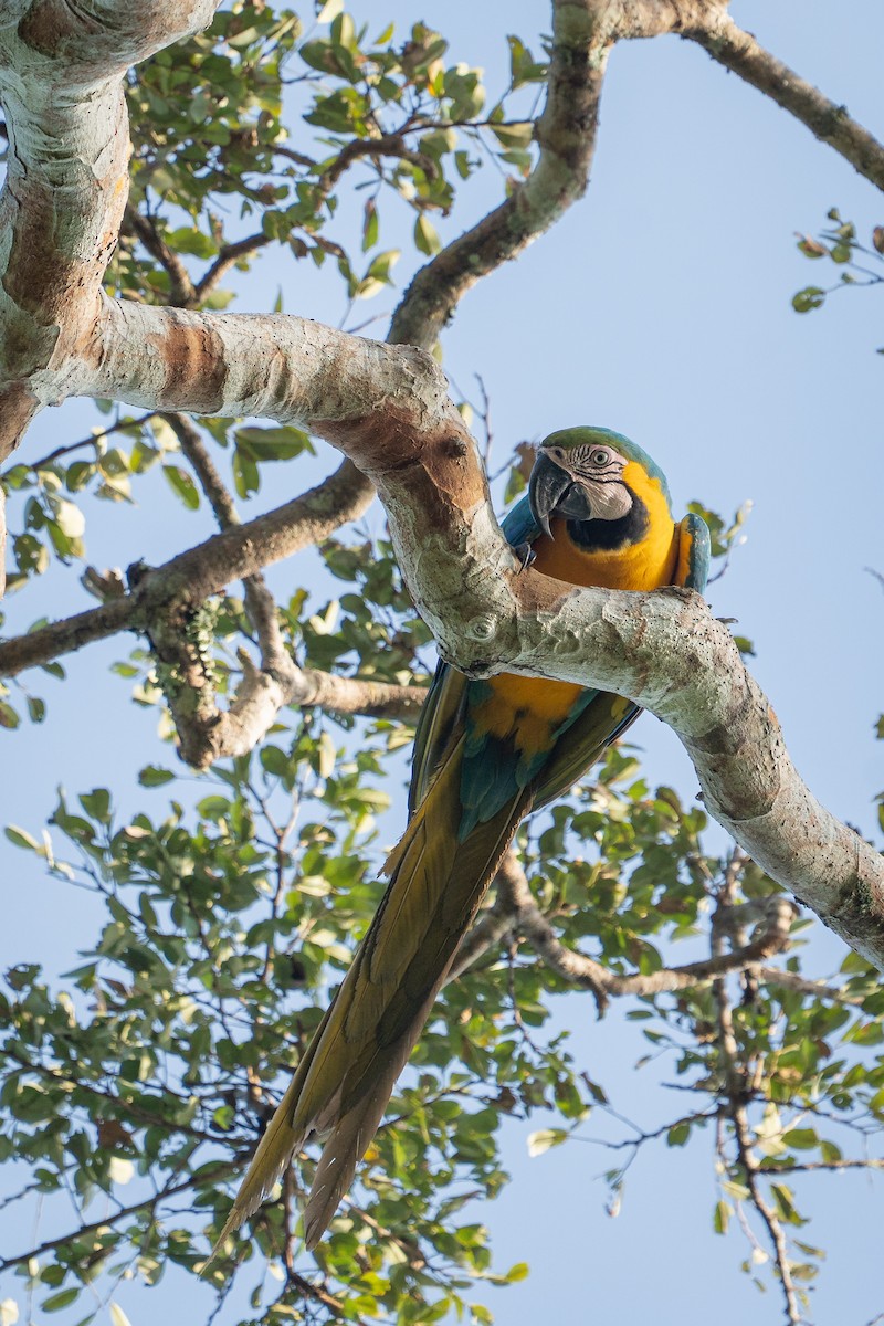 ルリコンゴウインコ - ML644188548