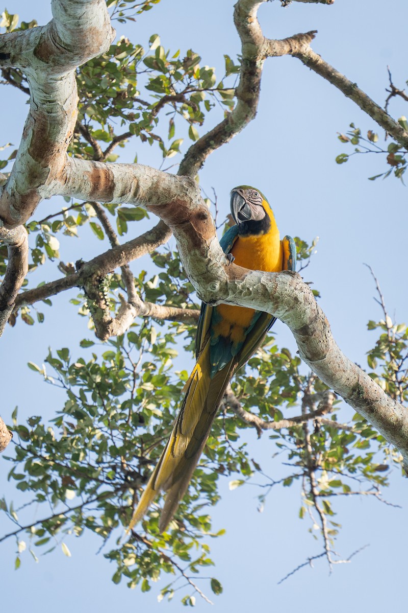 ルリコンゴウインコ - ML644188550