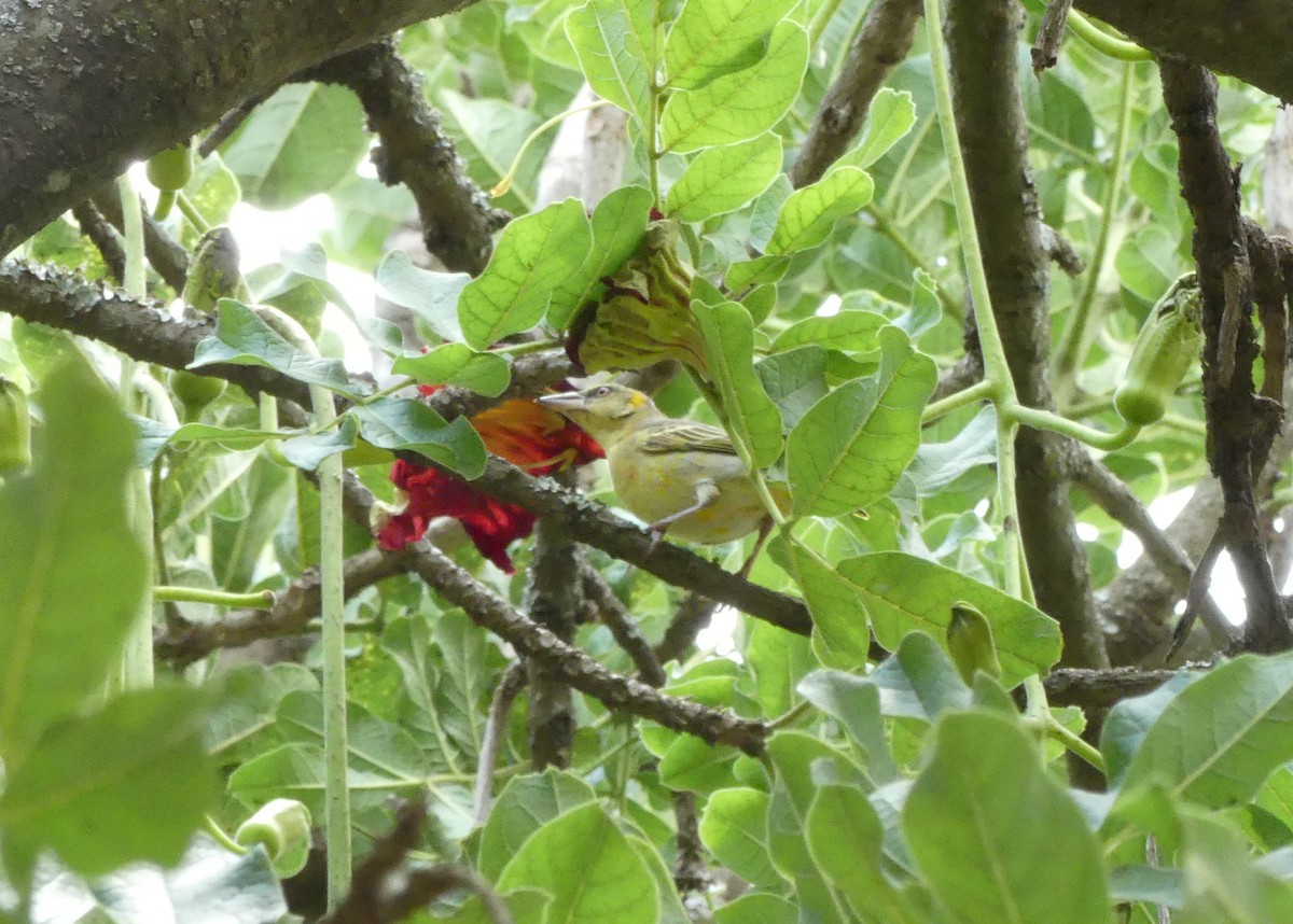 Lesser Masked-Weaver - ML644188552