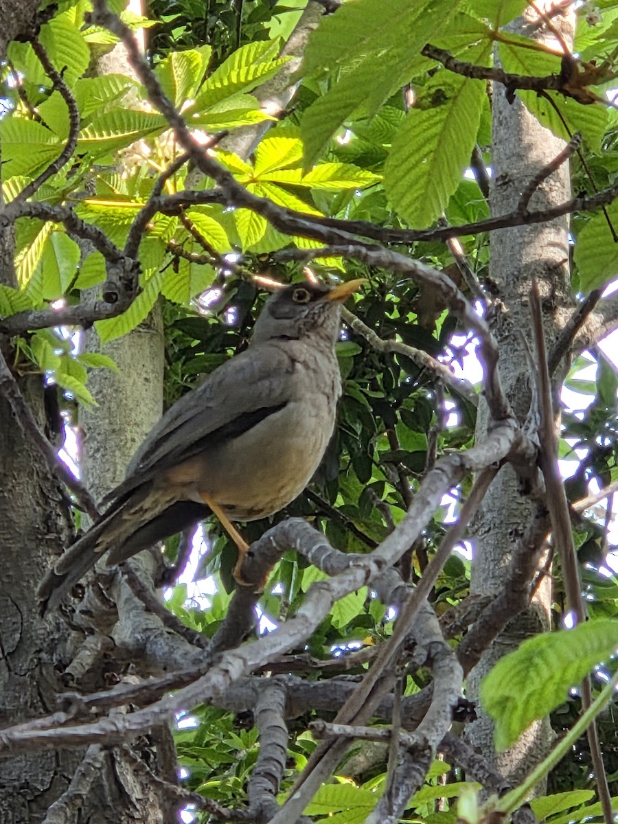 Austral Thrush - ML644188555