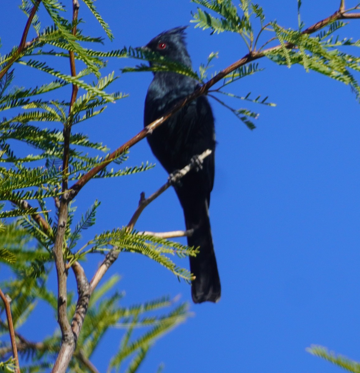 Phainopepla - ML644188560