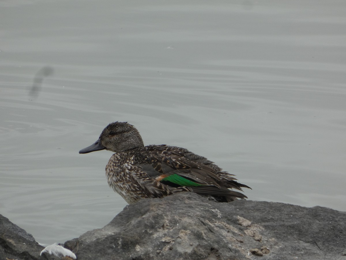 Green-winged Teal - ML644188617