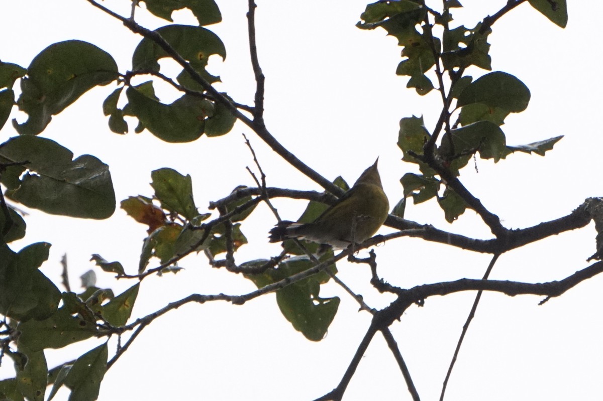 Magnolia Warbler - ML644188627