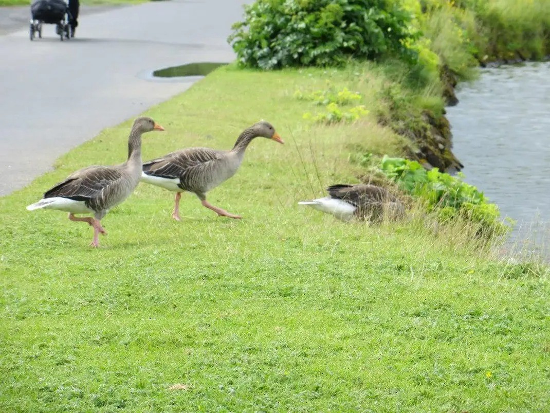 Graylag Goose - ML644188652