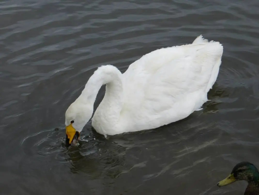 Whooper Swan - ML644188655