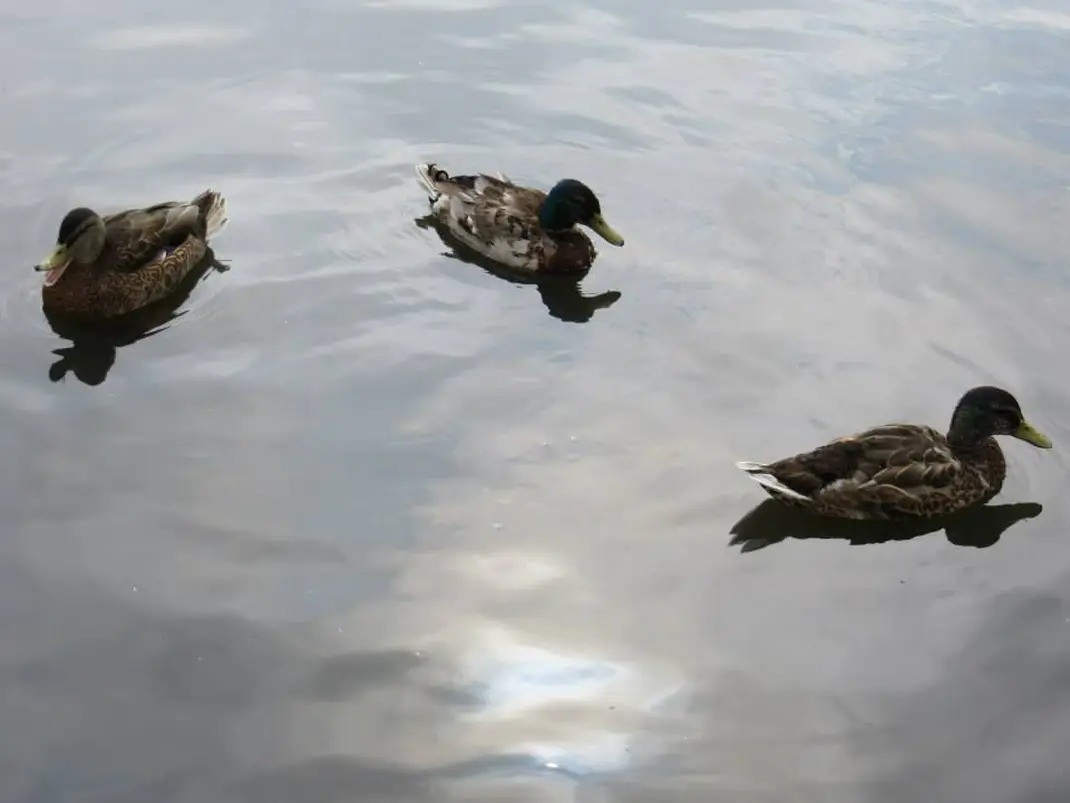 Mallard - ML644188657