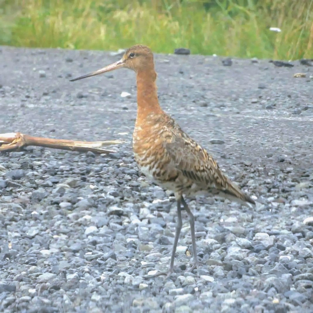 Black-tailed Godwit - ML644188664