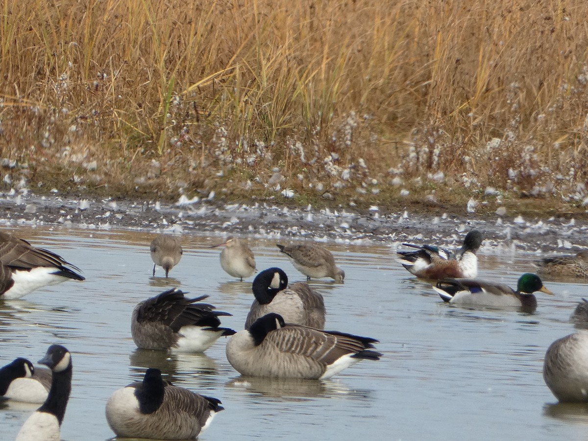 Hudsonian Godwit - ML644188673