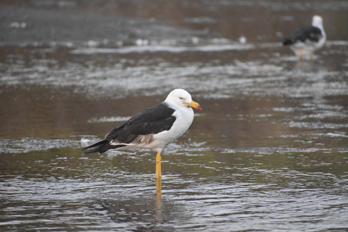 Goéland siméon - ML644188677