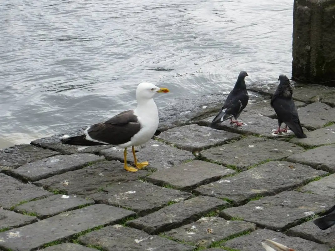 Lesser Black-backed Gull - ML644188680