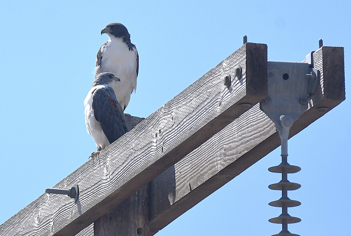 White-tailed Hawk - ML644188686