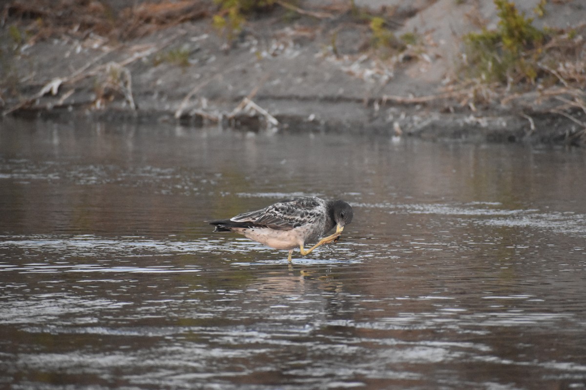 Goéland siméon - ML644188701