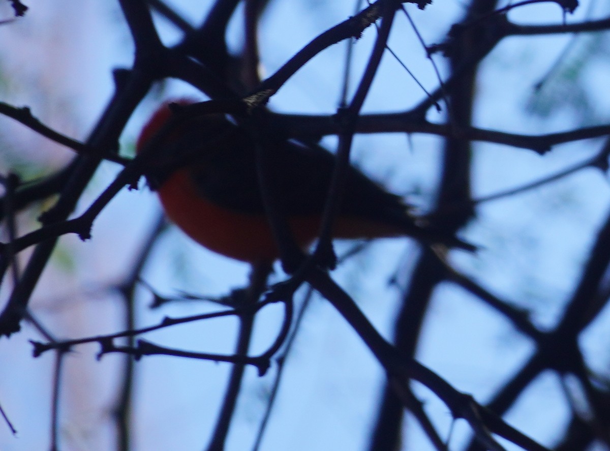 Vermilion Flycatcher - ML644188708