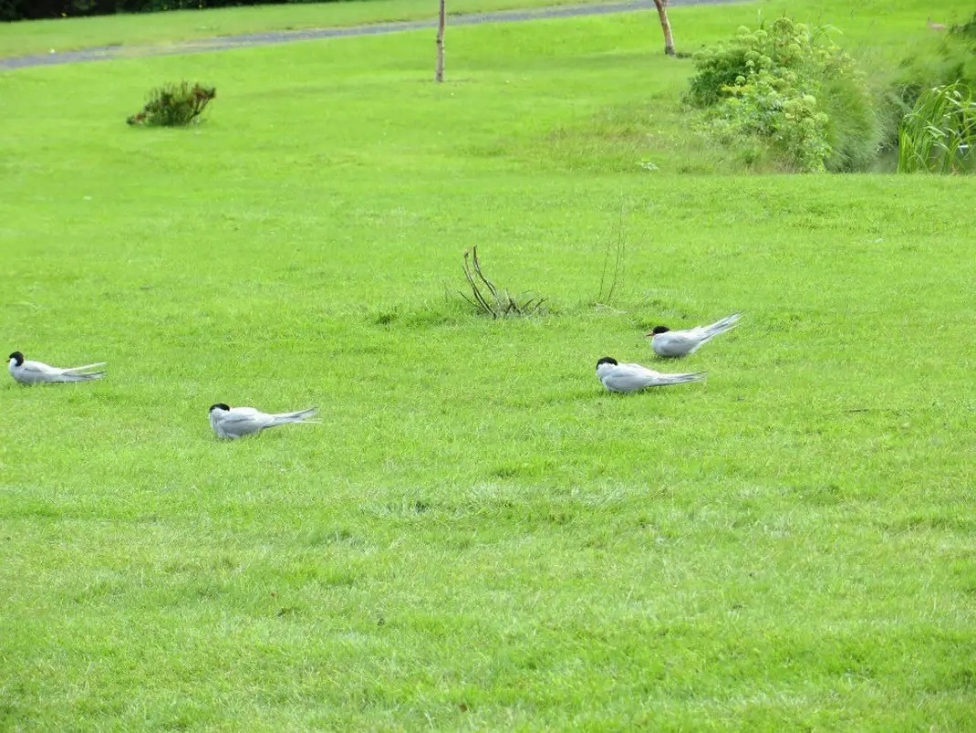 Arctic Tern - ML644188724