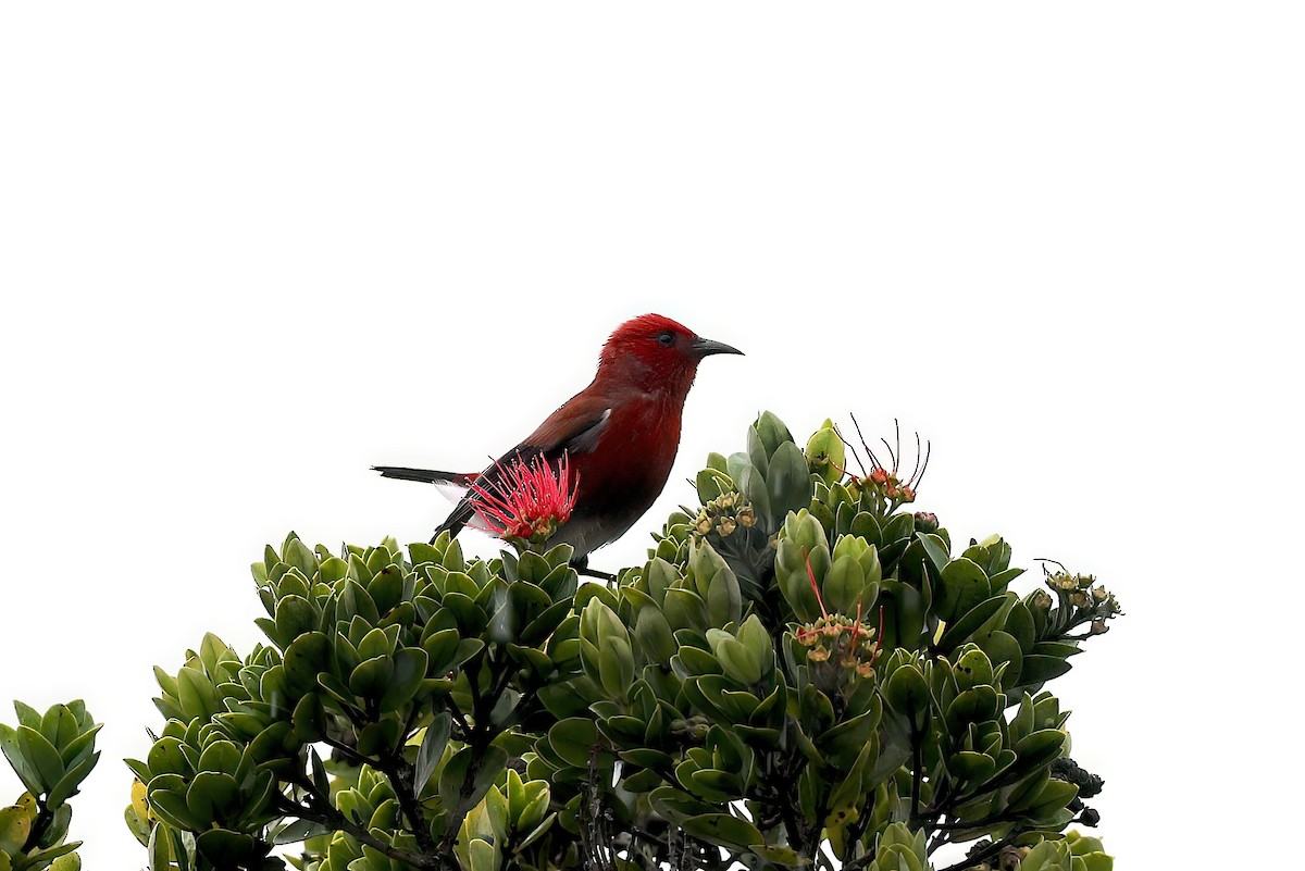 šatovník karmínový - ML644188725