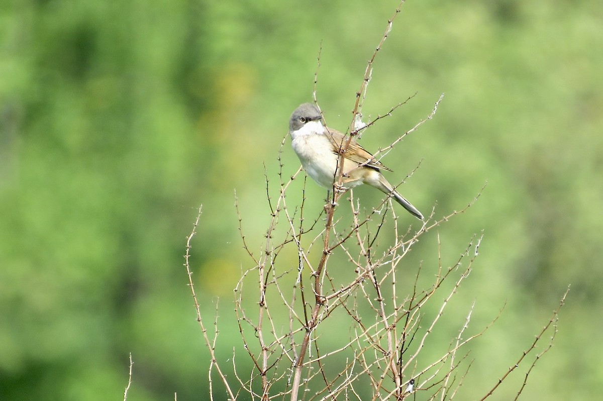 Sterpazzola - ML644188778