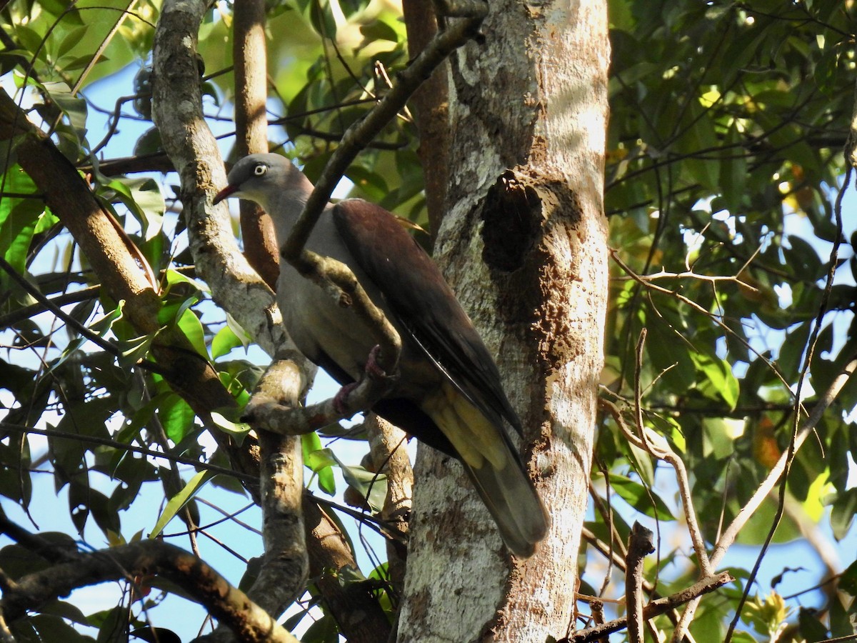 Горный плодовый голубь - ML644188787