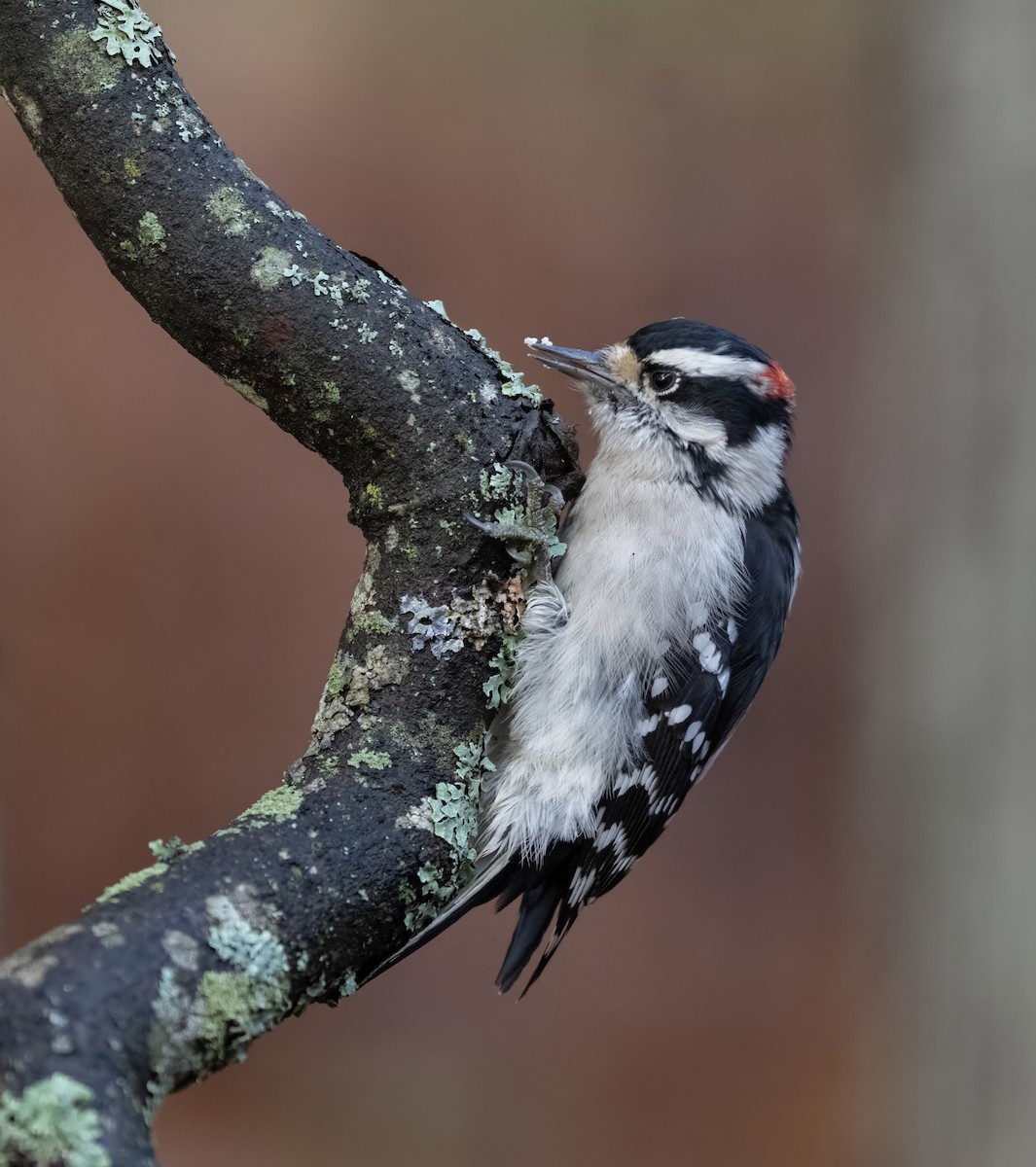 Yumuşak Tüylü Ağaçkakan - ML644188791